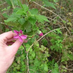 GirlsWildCat 011 : GirlsWildCat